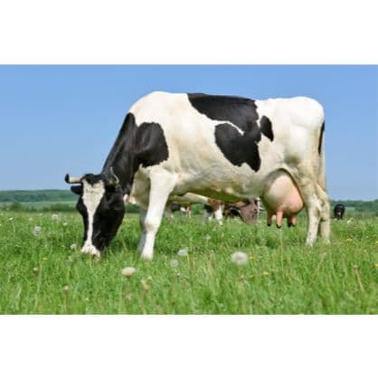 Imagem de Vale alimentação do bebê